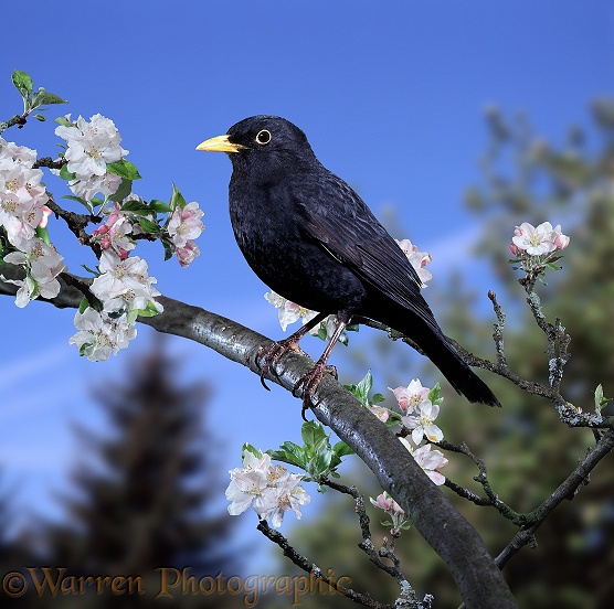 Blackbird (Turdus merula) male perched on apple bough in spring