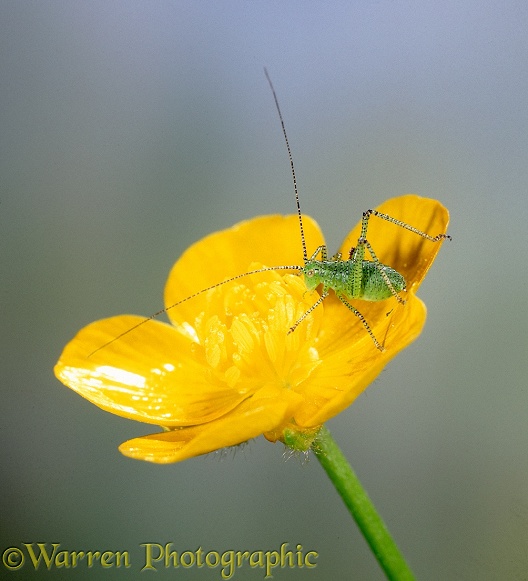 Speckled Bush Cricket (Leptophyes punctatissima) nymph on buttercup