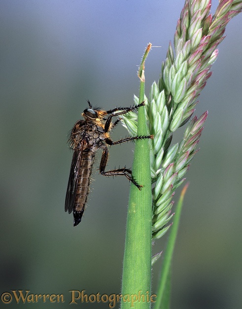 Robber Fly (Machimus atricapillus) on flowering grass