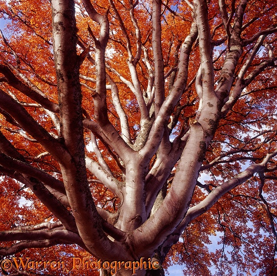 European Beech (Fagus sylvatica).  Scotland