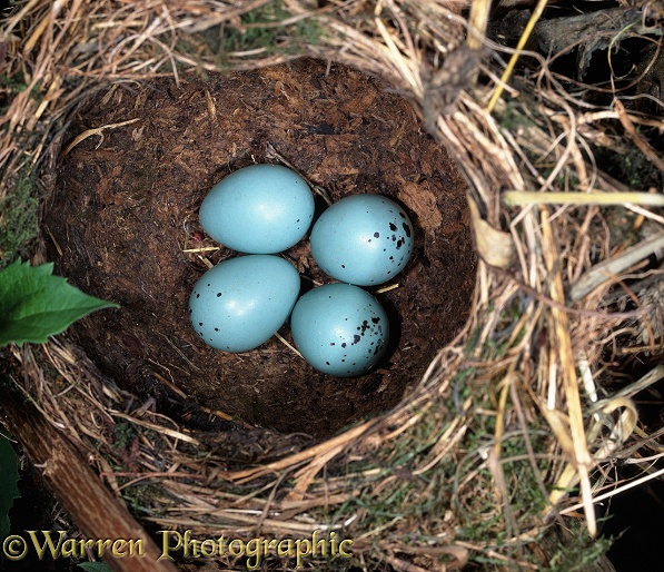 Song Thrush (Turdus philomelos) nest with eggs.  Europe including Britain
