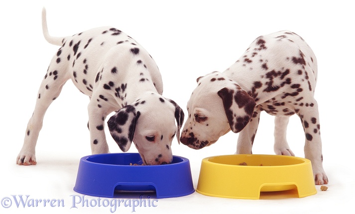 Dalmatian pups eating from plastic bowls, white background