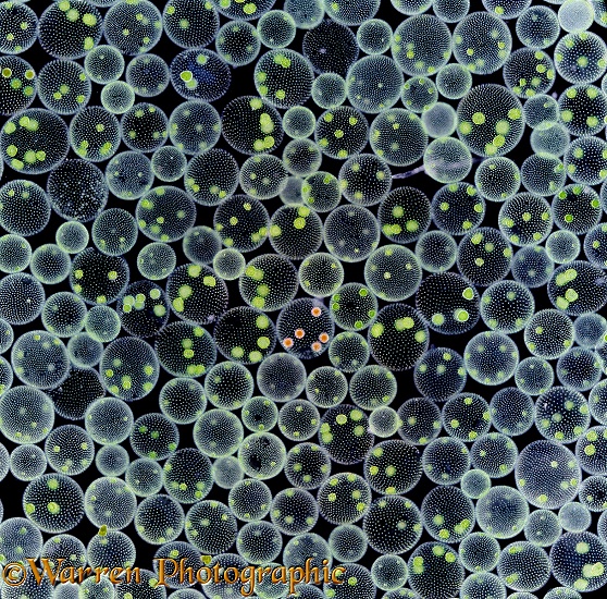 Volvox Cell Wall. WP05614 Volvox colonies at 15x