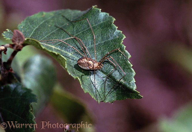 Harvestman (Phalangium opilio) female resting in sunlight on birch leaf