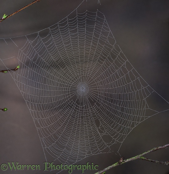 Dew-covered web of spider (unidentified)