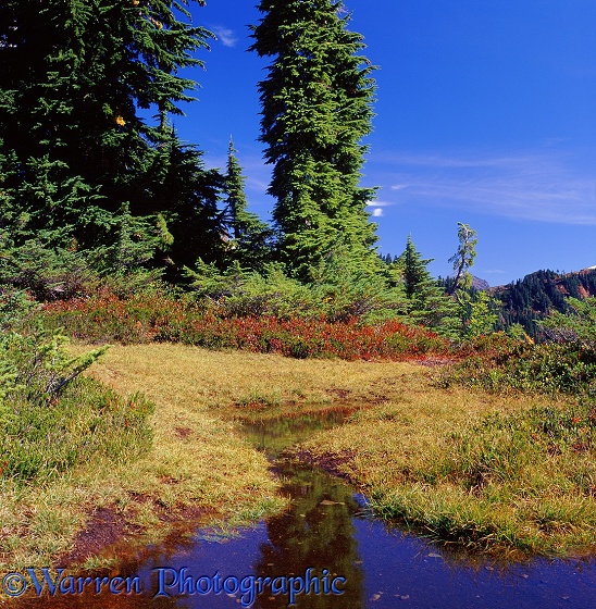 Alpine scenery.  Washington State, USA