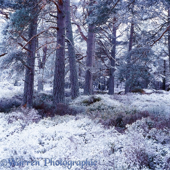 Scots Pine forest with snow.  Glen More, Scotland