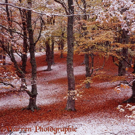 Autumnal beech woodland with snow.  Scotland