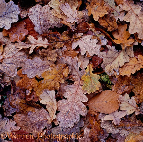 Fallen Beech (Fagus sylvatica) and Oak (Quercus robur) leaves.  New Forest, England