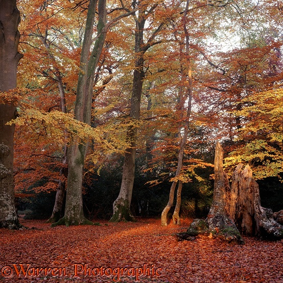 Beech (Fagus sylvatica) woodland.  Hampshire, England