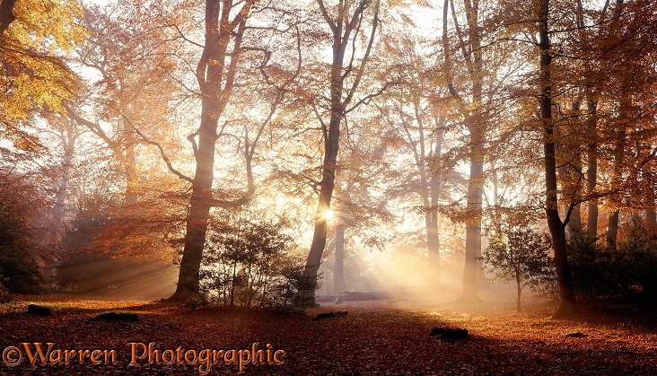 Mist and sunbeams in the New Forest.  Hampshire, England