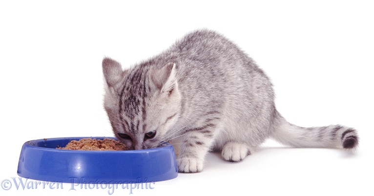 Silver tabby kitten about to eat tinned cat food from a blue bowl, white background