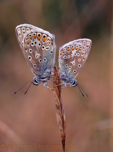 Common Blue Butterflies (Polyommatus icarus) at sunrise.  Europe including Britain