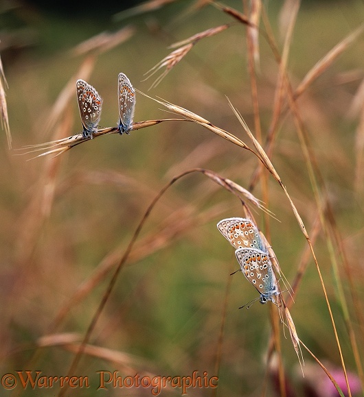 Common Blue Butterflies (Polyommatus icarus) roosting in pairs