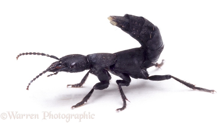 Devil's Coach-horse Beetle (Staphylinus olens) in defensive posture, showing scent organs at tip of tail, white background
