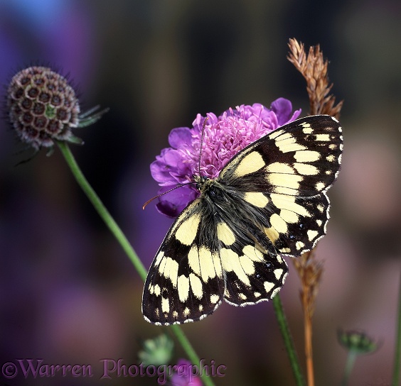 Marbled White Butterfly (Melanargia galathea) on Field Scabious