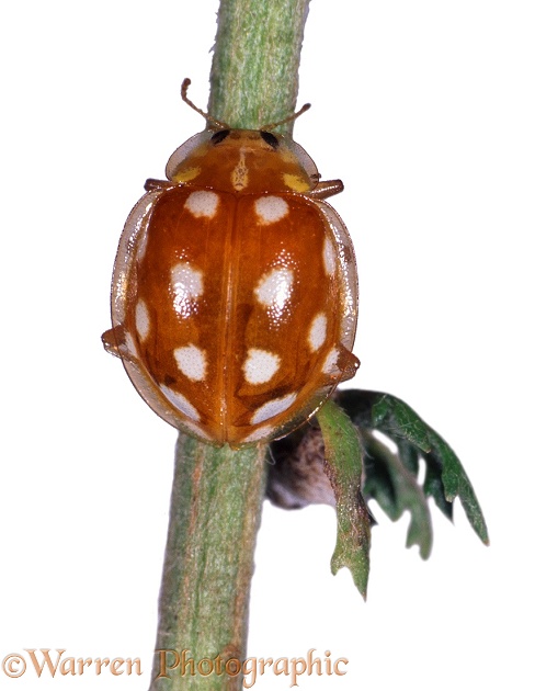 Orange Ladybird Beetle (Calvia 14-guttata).  Europe including Britain, white background