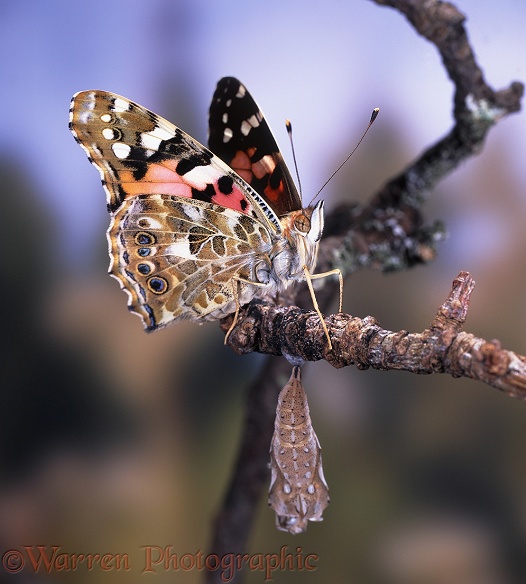 Painted Lady Butterfly (Cynthia cardui) newly hatched imago - No.5 of series