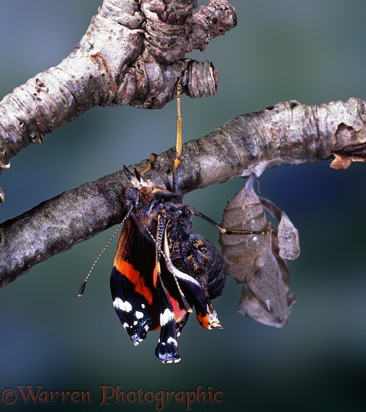 Red Admiral Butterfly (Vanessa atalanta) expanding wings after hatching