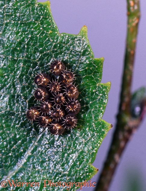 Shield Bug (Heteroptera) eggs.  Britain
