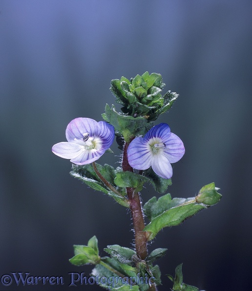 Common Field Speedwell (Veronica persica).  Europe including Britain