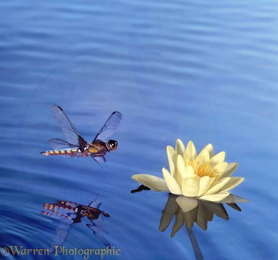 Broad-bodied Chaser Drangonfly (Libellula depressa) approaching water lily.  Europe including Britain