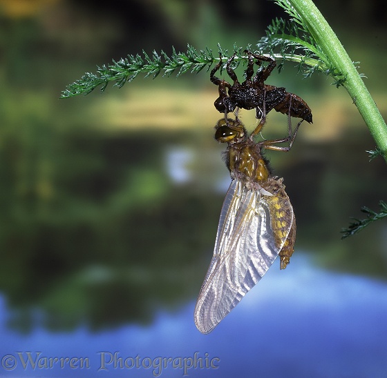 Broad-bodied Chaser Dragonfly (Libellula depressa) newly emerged from nymphal skin.  Europe including Britain