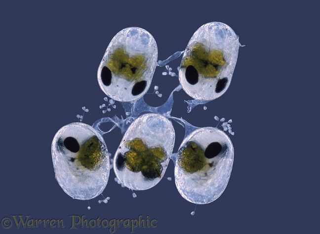 Common Prawn (Leander serratus) eggs showing the eyes of developing larvae