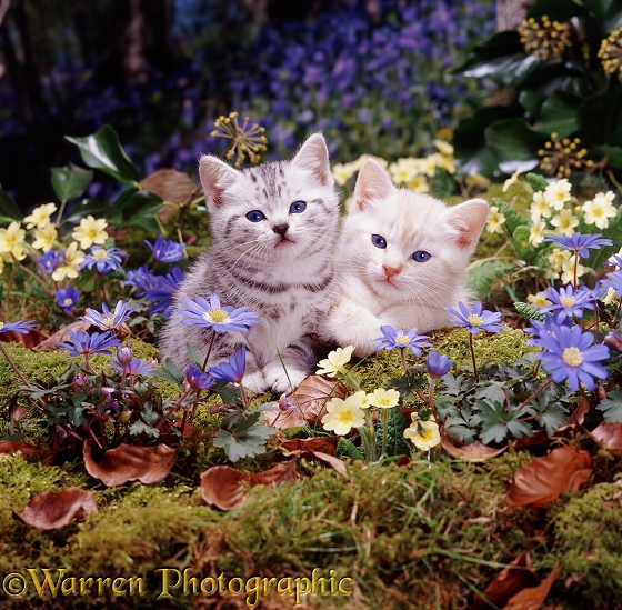 Cream and silver-spotted kittens among blue Wood Anemones and Primroses