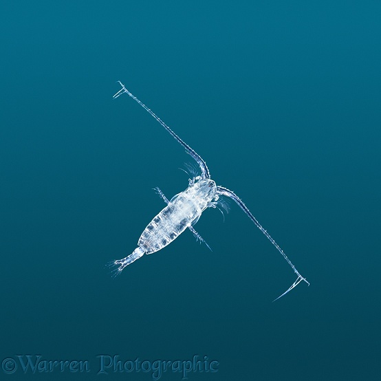 Marine planktonic copepod (Calanus)