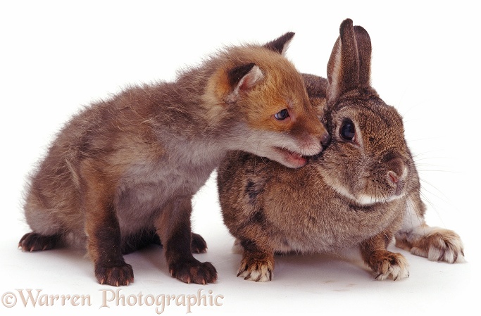Rabbit and fox cub, white background