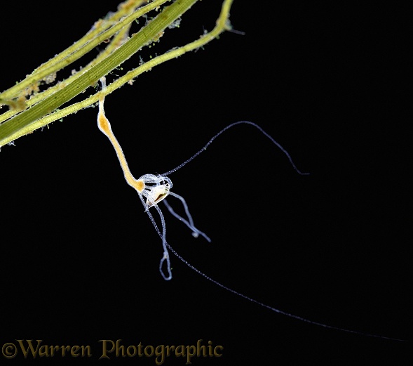 Common Hydra (Hydra vulgaris) capturing a water flea
