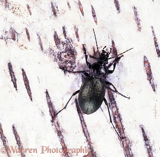 Ground Beetle (Carabus nemoralis) on birch bark