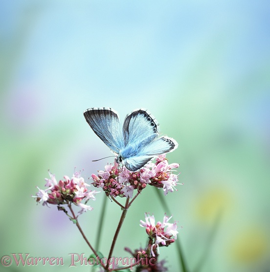 Chalkhill Blue (Lysandra coridon) on Marjoram (Origanum vulgare),