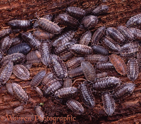 Common Woodlice (Oniscus asellus) congregating under tree bark.  Europe including Britain