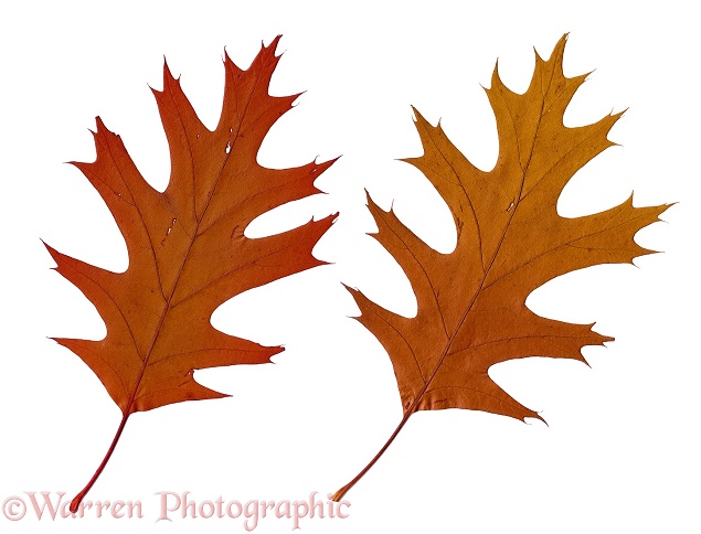 Autumnal oak leaves, white background