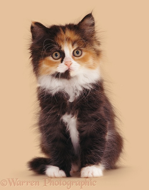 Tortoiseshell-and-white Persian-cross kitten (x Cosmos), 8 weeks old, sitting, white background