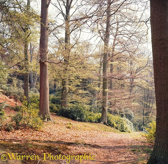 Weston Wood - 4 seasons - Spring.  Surrey, England