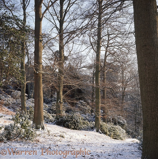 Weston Wood - 4 seasons - Winter.  Surrey, England