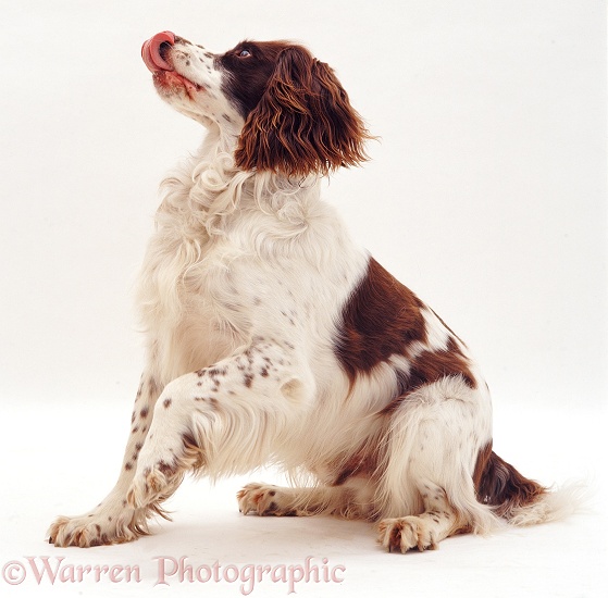 English Springer Spaniel Rob with paw raised, white background