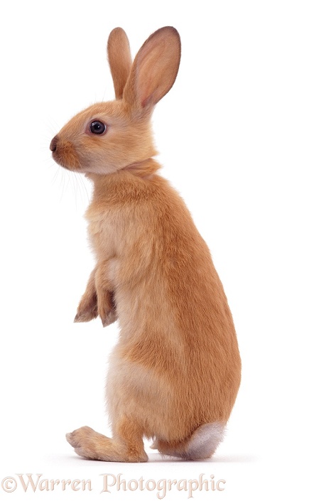 Young Sooty Fawn Rabbit standing up, white background