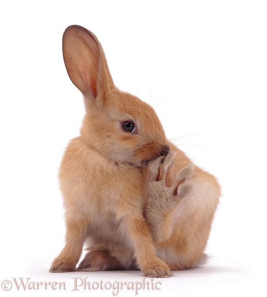 Young sooty fawn rabbit grooming a hind foot, white background