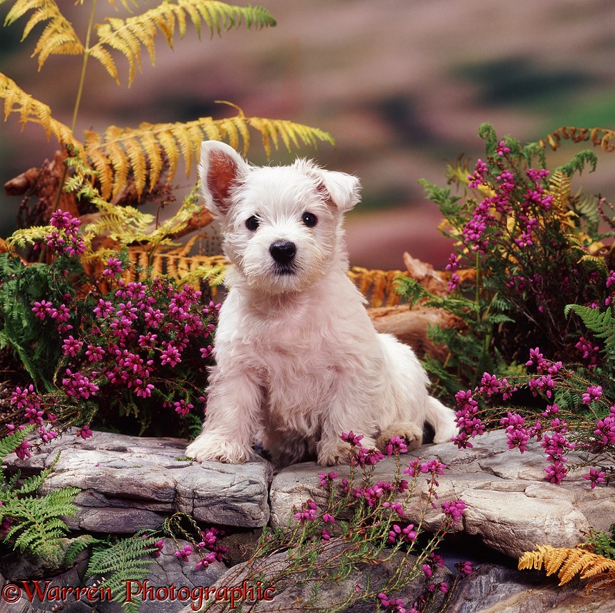West Highland White Terrier pup, 7 weeks old, among heather and yellowing bracken