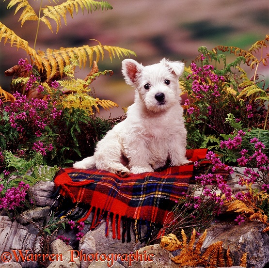 West Highland White Terrier pup, 7 weeks old, on Maclean dress tartan rug, among heather and bracken