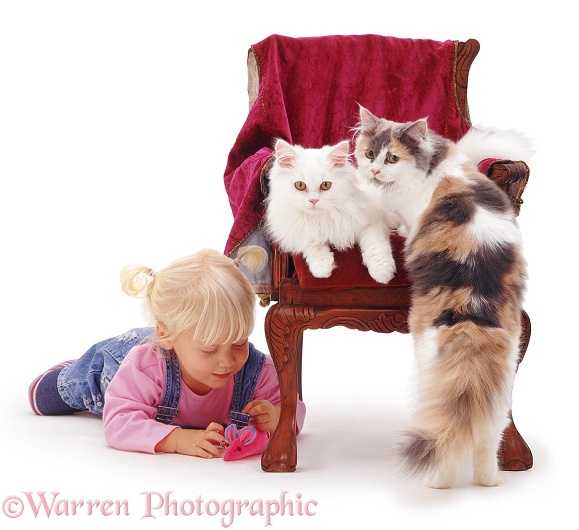 Siena with toy mouse and white cat Tommy and tricolour cat Thomasina on a child's chair. For 'Pussy cat, pussy cat where have you been?...', white background