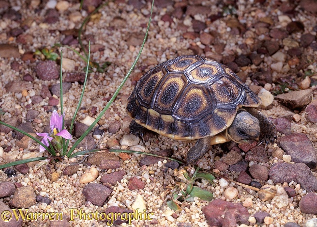 Angulate Tortoise (Chersina angulata) hatchling.  South Africa