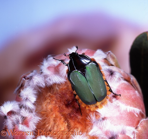 Green Protea Beetle (Trichostetha fascicularis) on protea flower.  South Africa