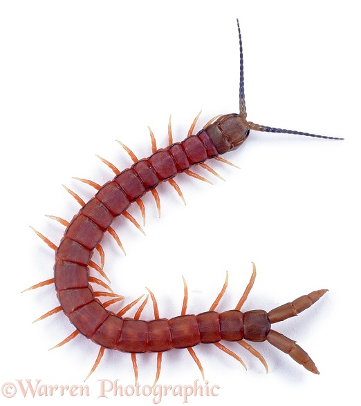 Centipede (unidentified).  South Africa, white background