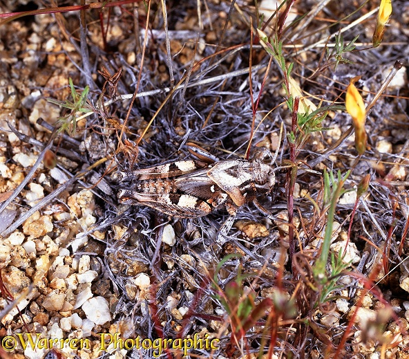 Grasshopper (unidentified) camouflaged.  South Africa
