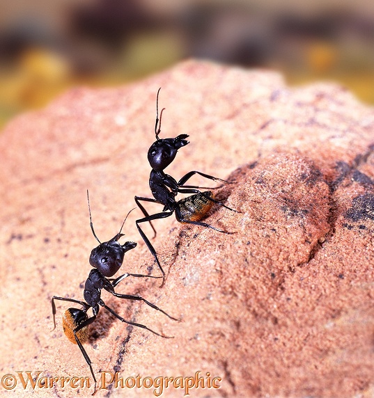 Bal-byter Ant (Camponotus fulvopilotus) workers preparing to attack intruder.  South Africa